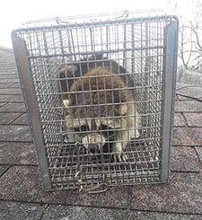 raccoon trapping Kenosha