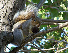 squirrels in attic Kenosha